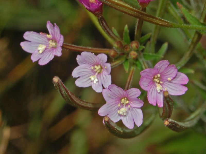 Epilobium da identificare